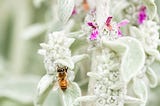 How to Reverse the Biodiversity Crisis of Pollinator Decline