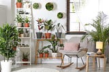 Low-Maintenance Indoor Plants Perfect for Melbourne Homes