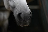 ​The Dangers of Deep Litter Bedding for Horse Respiratory Health