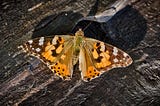 An orange butterfly with its wings spread