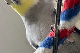 The photo shows a male cockatiel sitting on a red-striped rope, peering down with a quizzical look.