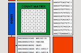 Introduction to scRNA-seq: Understanding Raw RNA Sequencing Data