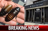 Here’s Why Giant Cockroaches Shut Down an Albany Courtroom