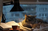 Rainy Day Bliss: A Cozy Sanctuary of Books, Pets, Coffee, and Gentle Showers