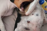 Everything I Thought I Knew About Owning Dogs Was Wrong