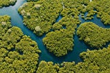 Mangrove Forests: Purposes, Threats, and Possible Action for its Protection