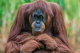 Self-medication in Animals: Orangutan Uses Plant Leaves to Treat Wound