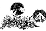 How climate gradient and land use affect insects