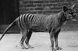 Using AI to find the Tasmanian Tiger