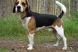 Draft in Dog Training Tips — Beagle Harrier