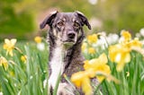 Mixed Breeds — Everything You Need to Know About These Dogs