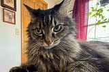 The photo shows a small, long-haired cat lying down with a cross look on its face.