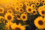 Happiness Blossoms
