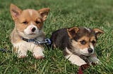 Corgi Puppies