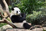 Why it is Better to Live as Pandas