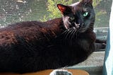 Why do I feel such guilt over my three-legged cat?