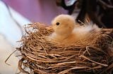 A yellow duck chick sits alone in a nest. The background is out of focus.