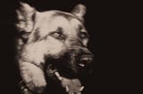 German Shepherd photo done with a Holga lens.