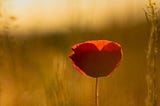 Red poppy flower