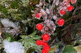 Christmas Plants Are Poisonous: Coincidence?