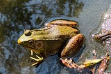 Amphibian texocity (tech + toxicity)
