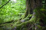 The base of a tree’s truck with thick roots filling the foreground of the image