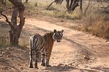 5 Things to keep in mind while visiting Ranthambhore