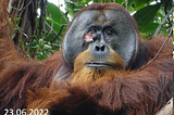 An orangutan practices medicine