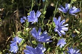 Wild Chickory grows along roadsides in the summer sun. A long used herb and dietary supplement high in Inulin.