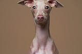 Fresh new dog portraits just in