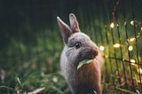 Visualizing your RabbitMQ instance with AliceMQ