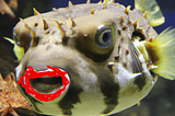 Lipstick on a puffer fish