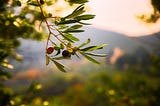 Olive Tree People Expands Into the United States