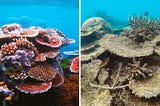 A Closer Look at the Recent Mass Coral Bleaching Events