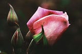 Ephemerality Of All Things Fragile