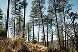 Pine trees during daytime.