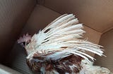 I Rescued a Chicken From an Easter Animal Market