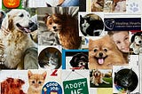 Collage of Cats and Dogs!