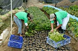 Creacion de una hoja de ruta para el desarrollo del seguro rural en Colombia