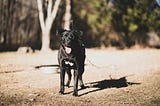 Black lab mix staring at camera.