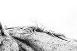 A Riding Accident Severed My Trust in Horses