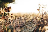 a spider web connecting two dried flowers in the warm sun