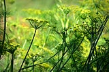 Aniseed: Steeped in History and Healing
