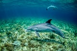 IS IT OKAY TO SWIM WITH DOLPHINS IN THE WILD?