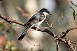 Citizen science highlights the decline of Victoria’s woodland birds