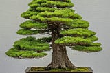 Exploring 12 Different Types of Bonsai Trees