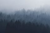 A photo of trees on a hillside, just barely visible through fog.