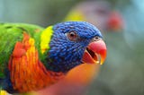 Discovering the Unique Personality Traits of Rainbow Lorikeets