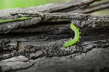 A tiny green inchworm on a log.