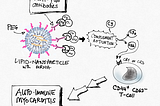 MYOCARDITIS IN YOUNG MEN AFTER mRNA-BASED COVID19 — VACCINES: COULD PEGYLATION BE THE CULPRIT?